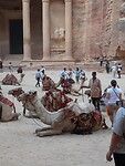 Kamelen in Petra