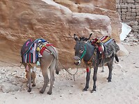 Ezeltjes in Petra