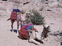 Kamelen in Petra