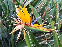 Een mooie strelitzia