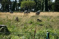 Menhirs bij Carnac