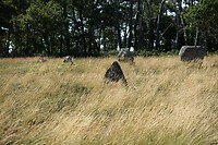 Menhirs bij Carnac