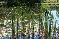 Tijdens een wandeling ten noorden van Pontgibaud