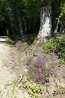 Tijdens een wandeling ten noorden van Pontgibaud