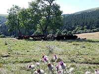 Landschap bij de kapel van Vassivière