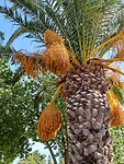 Dadelpalm