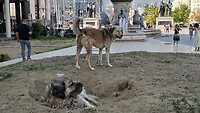 Zwerfhonden in Skopje