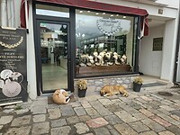 Winkeltje met straathonden in Ohrid