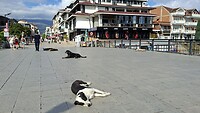 Straathonden in Struga