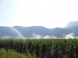 Appels hebben ook in Italië water nodig