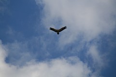 IMG_4271