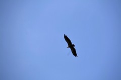 IMG_4281
