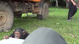 Swinging chimpanzee