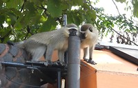 DSCN2732 (2)