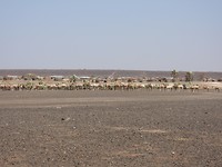 DSCN3603