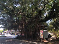 Enorme dikke boom voor enkele indian shops in Muara
