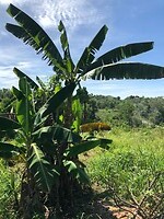 Bananenboom