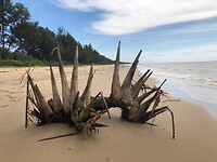 Aangespoelde boomstronk op het strand
