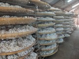silk factory