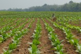 landbouw