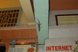 grootste gecko die we ooit gezien hebben, n cm of 25