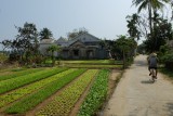 vegetable village