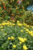 chrysanten en manderijnen