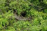 wie weet hoe dit beest heet?