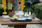 ratten doen zich tegoed aan offerandes