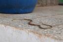 Een baby python met nu een plat hoofd