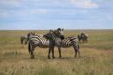 de zebra's beschermen elkaar op deze manier