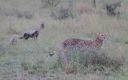 Moeder Cheeta met drie welpen