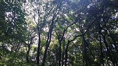 Meiji Jingu Shrine4