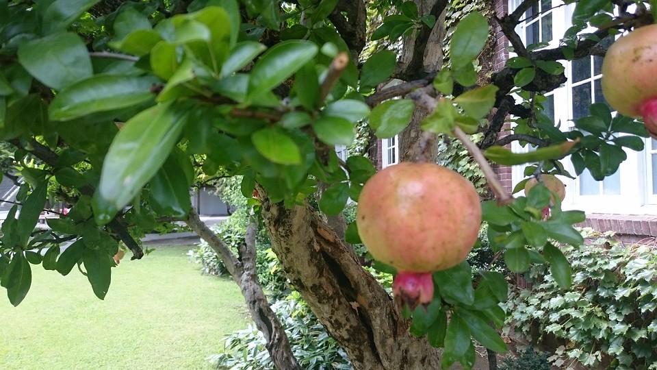 Weird fruit!