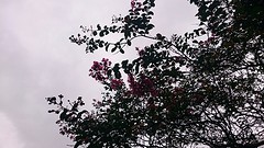 Yoyogipark4