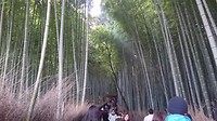 Bamboo Grove
