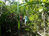 In the jungle..