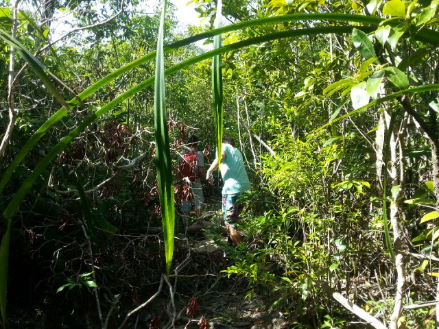 In the jungle..
