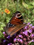 IMG_2111