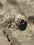 Zandworm