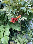 Trompetplant
