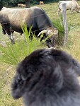 Dikke stier!
