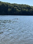 Log ness monster!