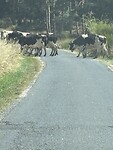 Obstacles on the road