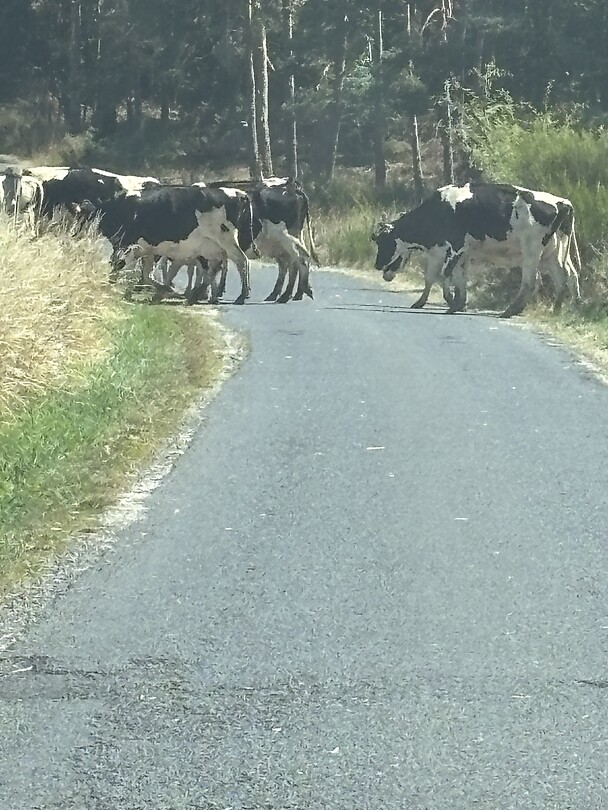 Obstacles on the road