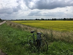 Langs de Maas richting Ravenstein Koolzaadvelden