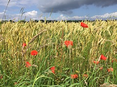 Klaprozen langs de weg Duitsland