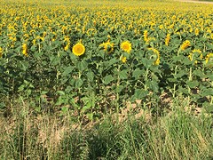 Zonnebloemenveld