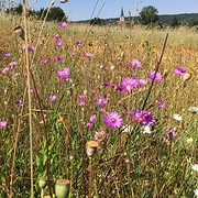 Beaucoup les Fleurs