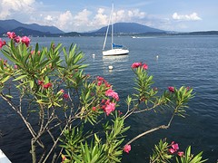 Mooi uitzicht terras hotel met oleanders
